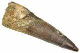 Fossil Spinosaurus Tooth - Real Dinosaur Tooth #348646-1
